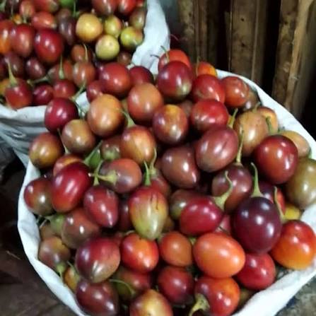 Tree Tomato (Ibinyarwanda)